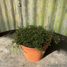 Thyme 'Russetings' (00cm)