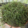 Thyme 'Russetings' (00cm)