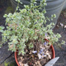 Thyme 'Sparkling Bright' (11cm)