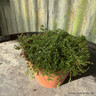 Thyme 'albus' white(00cm)