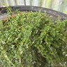 Thyme 'albus' white(11cm)