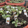 Strawberry 'Fenella' - 10 bare root plants