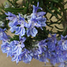 Rosemary Prostrate (11cm)