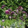 Aquilegia vulgaris stellata 'Christa Barlow' 1ltr pot