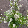 Astrantia major 'Star of Billion' 1ltr pot