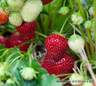 Strawberry 'Royal Sovereign'