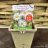 Erigeron 'Schneewitchen' 1ltr pot