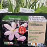 Hesperantha coccinea 'Pink Princess' 1ltr