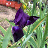 Iris 'Wild Missouri' 1ltr