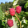 Raspberry 'Autumn Bliss' - 00 canes
