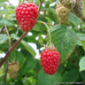 Raspberry 'Joan J'