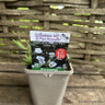 Gypsophila repens 'Filou White' 1ltr pot