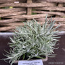 Helichrysum italicum serotinum 1ltr