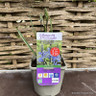 Camassia leichtlini Caerulea 3ltr pot