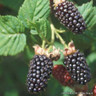 Blackberry 'Merton Thornless'