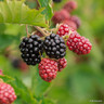 Blackberry 'Merton Thornless'