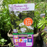 Galium odoratum 3ltr pot