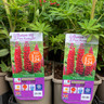 Lupin West Country 'Red Rum' (Lupinus) 3ltr pot