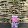 Peony lactiflora 'Nymphe' (Peonia) 3ltr pot