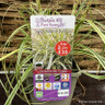 Carex 'Feather Falls' (Grass) 3ltr pot