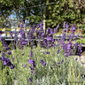 Lavender 'Havana' (Lavandula angustifolia) 3 ltr pot