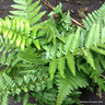 Dryopteris filix-mas (Fern) 3ltr pot