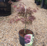 Acer palmatum 'Garnet' -7.5ltr