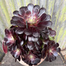Aeonium arboreum Velours in terracotta pot (Succulent)
