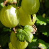 Gooseberry 'Hinnonmaki Green'