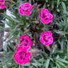 Dianthus 'Purple Wedding' (10.5cm)