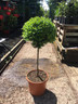 Standard Box (Buxus sempervirens)