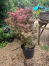 Acer 'Jerre Schwartz' 20L