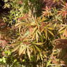 Acer 'Jerre Schwartz' 20L