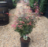 Acer 'Shaina' (p26)