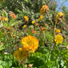 Geum 'Cocktail Alabama Slammer' 3ltr pot