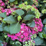 Hydrangea Macrophylla -Red (5L)