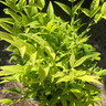 Nandina domestica 'Lemon & Lime' 2ltr (Heavenly Bamboo)