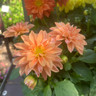 Dahlia Peach - small