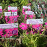 Dianthus Pavonius 1ltr