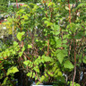 Rubus Cockburnianus