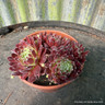 Houseleek 'Rubin' (11cm)