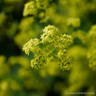 Lady's Mantle (11cm)