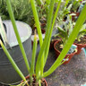 Welsh Onion (11cm)