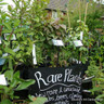 View of rare plants in the nursery