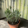 Lavender 'Edelweiss' (11cm)