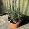 Lavender 'Grosso' (11cm)