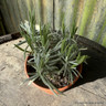 Lavender 'Grosso' (11cm)