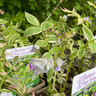 Polemonium 'Stairway to Heaven' (Jacob's Ladder) 1ltr pot