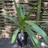 Agapanthus 'Queen Mum' 2L