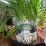 Agapanthus 'Snow Cloud' 2L